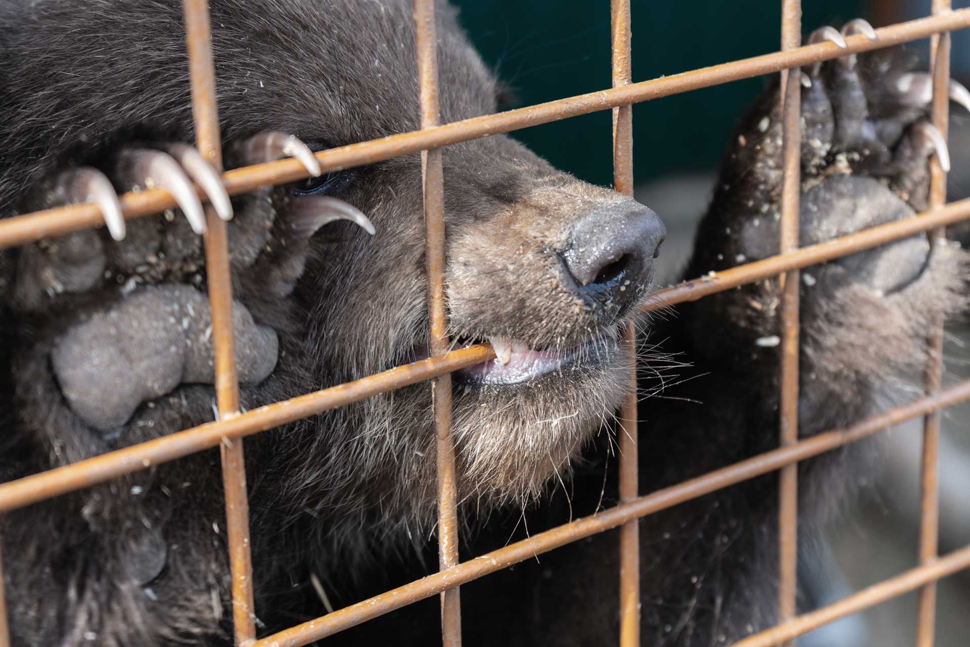 angry-kamchatka-brown-bear-gnaws-an-aviary-DGJ3PNS.jpg